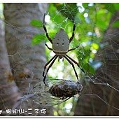 (金蛛科)眼點金蛛