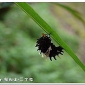 (鳳蝶科)紅紋鳳蝶的初蛹