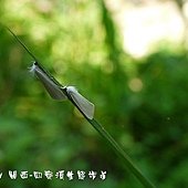 (草螟蛾科)甘蔗白禾螟蛾