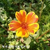 (馬齒莧科)馬齒牡丹