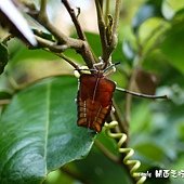 (荔椿科)荔枝椿象，終齡若蟲