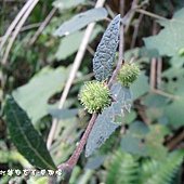 (錦葵科)野棉花種子