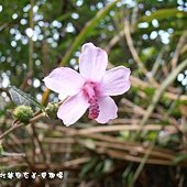 (錦葵科)野棉花