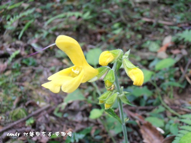 57-黃花鼠尾草