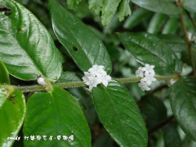 63-圓葉雞屎樹