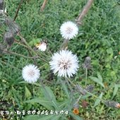 (菊科)紫背草