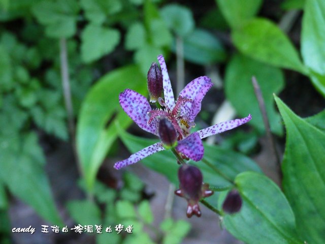 184-(百合科)山油點草