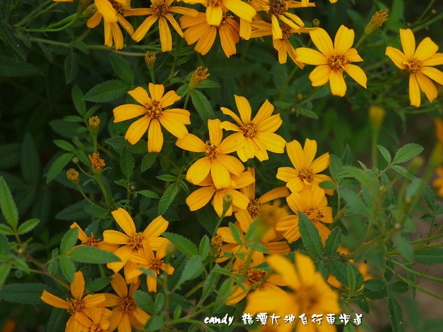 9- (菊科)芳香萬壽菊