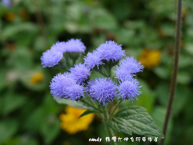 18-紫花霍香薊