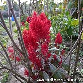 (莧科)羽狀雞冠花