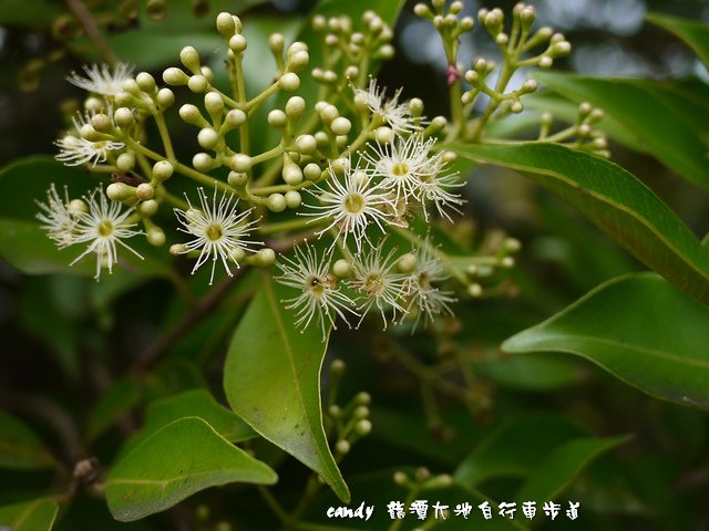 2-(大風子科)魯花樹