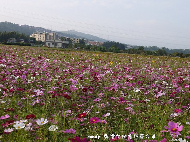 31-(菊科)大波斯菊