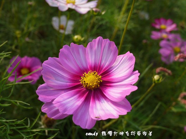 29-(菊科)大波斯菊