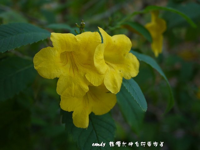 61-黃鐘花