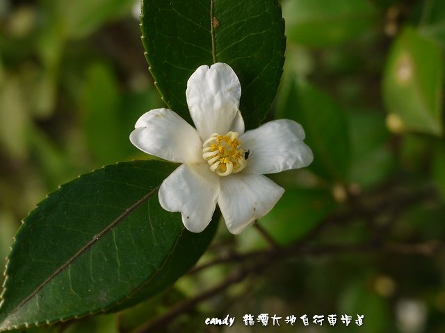 56-苦茶花