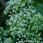 (菊科)小花蔓澤蘭