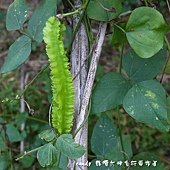 (豆科)翼豆又稱四棱豆(龍豆)