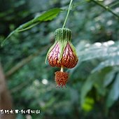 (錦葵科)風鈴花、燈籠花