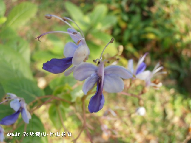 (馬鞭草科)藍蝴蝶花