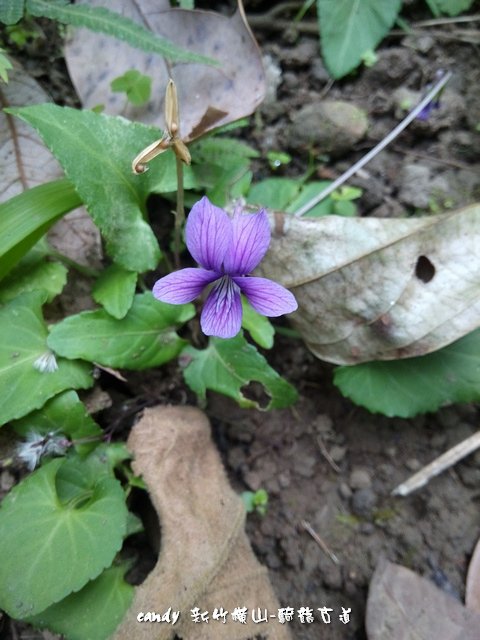 44-(菫菜科)小菫菜