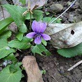 (菫菜科)小菫菜