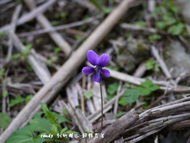 58-(菫菜科)小菫菜