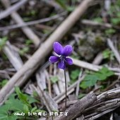 (菫菜科)小菫菜