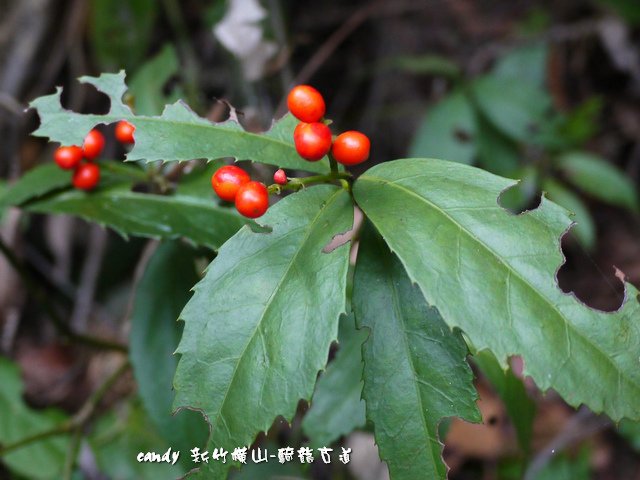 (金粟蘭科)紅果金粟蘭