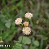 (菊科)紫背草屬粉黃纓絨花