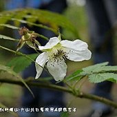 (薔薇科)刺莓