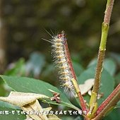 (燈蛾科)暗點燈蛾的幼蟲