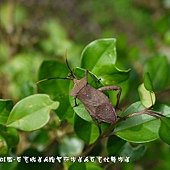 (緣椿象科)粗腿巨緣椿象