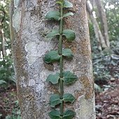 (茜草科)拎壁龍