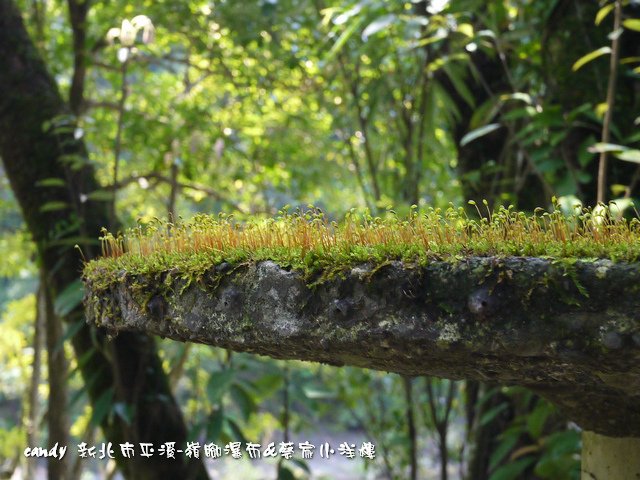 62-青苔種子(苔蘚植物)