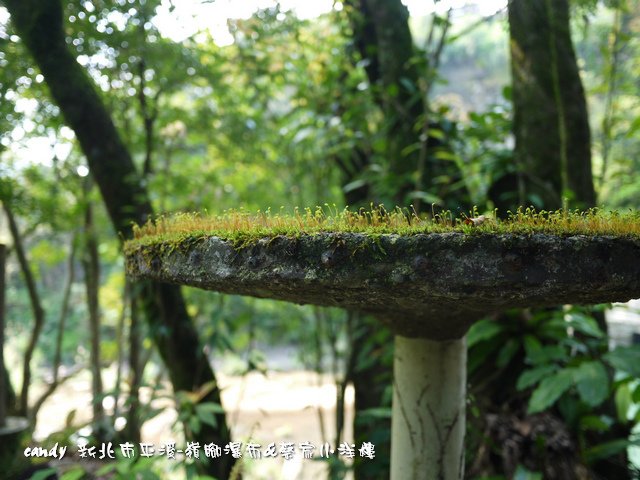 61-青苔種子(苔蘚植物)