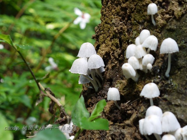 46-(鬼傘科)簇(ㄘㄨˋ)生鬼傘