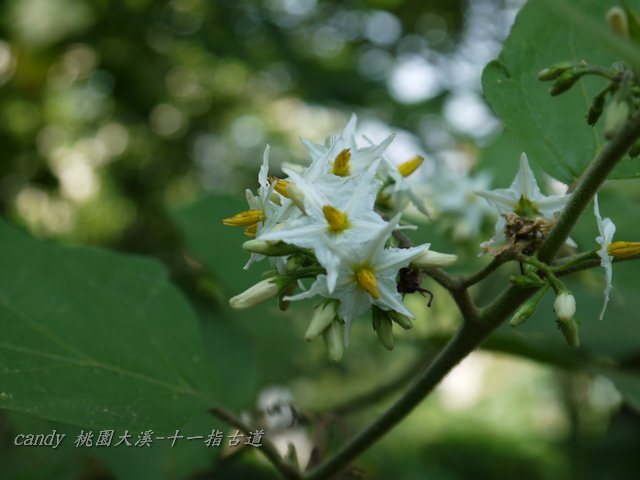 75-(茄科)萬桃花