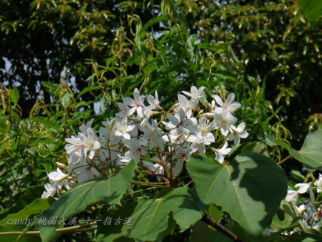 76-(大戟科)油桐花