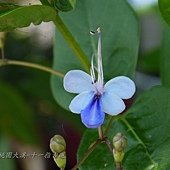 (馬鞭草科)藍蝴蝶花