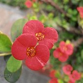 (大戟科)麒麟花