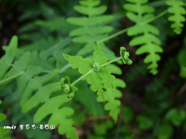 12-(碗蕨科)栗蕨