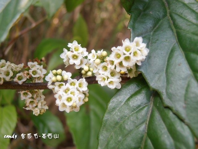 22-(紫金牛科)台灣山桂花