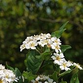 (薔薇科)台灣老葉兒樹(華石楠)