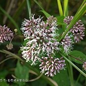 (菊科)田代氏澤蘭