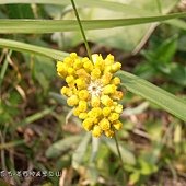 (菊科)鼠麴草花