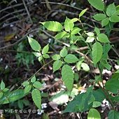 (葡萄科)角花烏斂莓