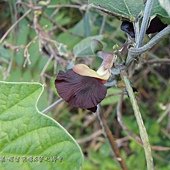 (豆科)賽芻豆