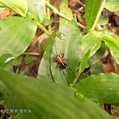 (螽蟴科)黑翅細蟴 (若蟲)