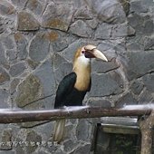 (犀鳥科)藍喉皺盔犀鳥