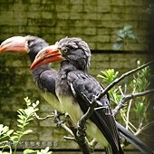 (犀鳥科)冠犀鳥